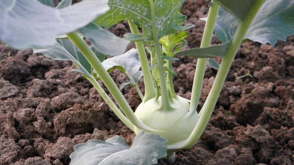 kohlrabi companion planting in soil