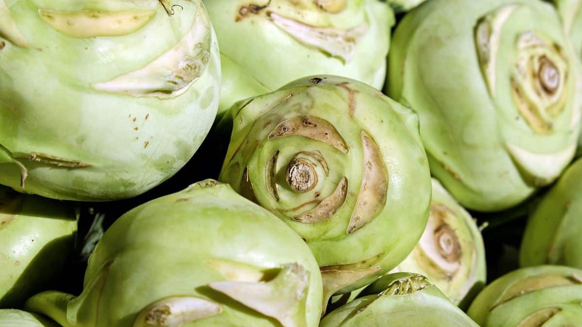kohlrabi companion plants - close up of harvested kohlrabi vegetables