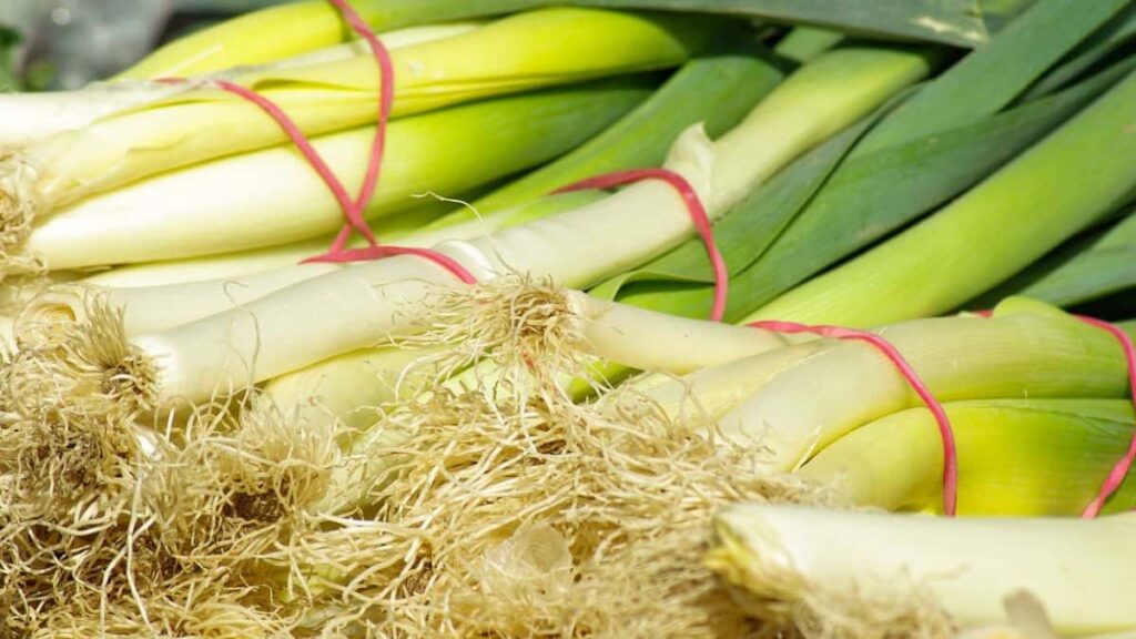 leek companion plants - close up of bundles of freshly-picked, vibrant light-green leeks