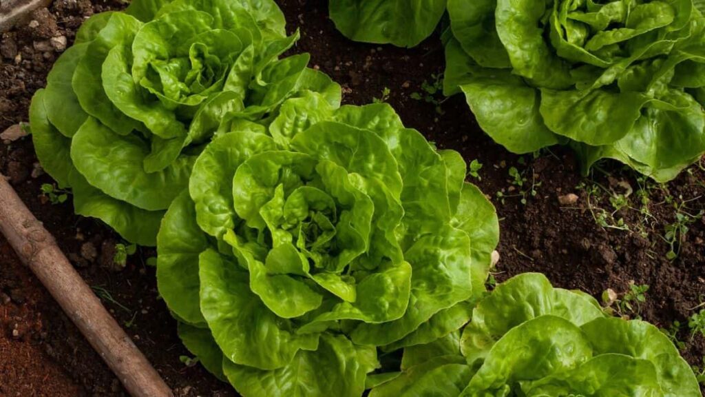 lettuce growing in neat rows in rich, healthy soil