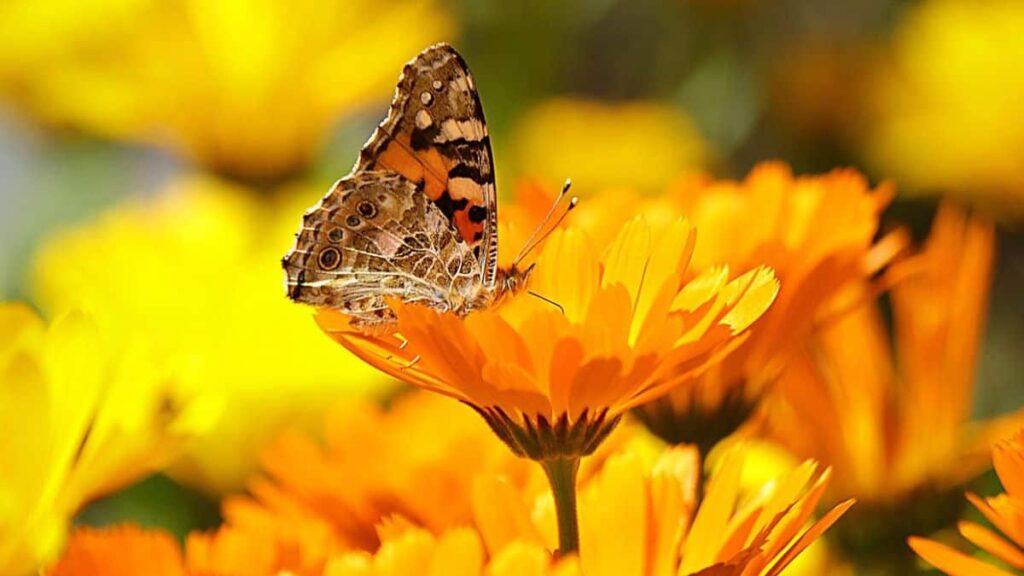 butterfly resting on a vibrant orange marigold flower