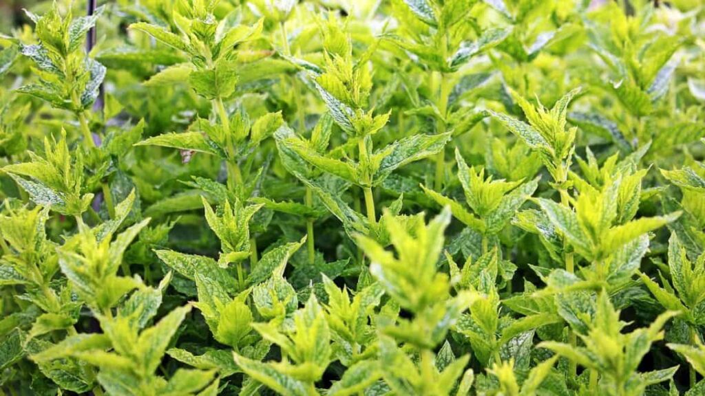 mint growing abundantly with vibrant green leaves