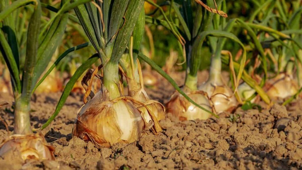 well-established onion plants growing in a field