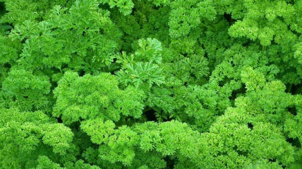 closeup of vibrant green parsley - celery companion planting