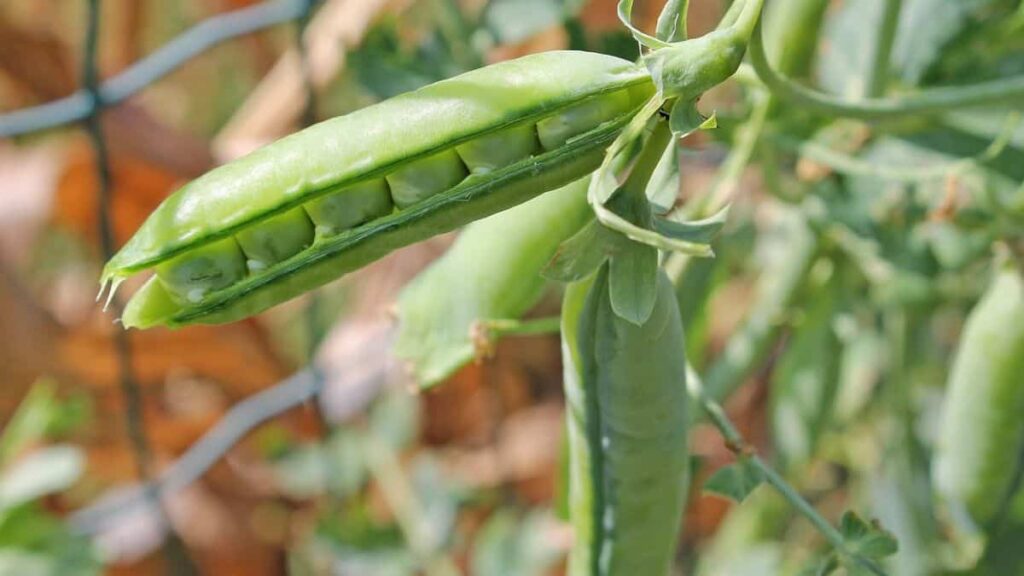 closeup of a pea pod growing on a vine - companion plants for swiss chard