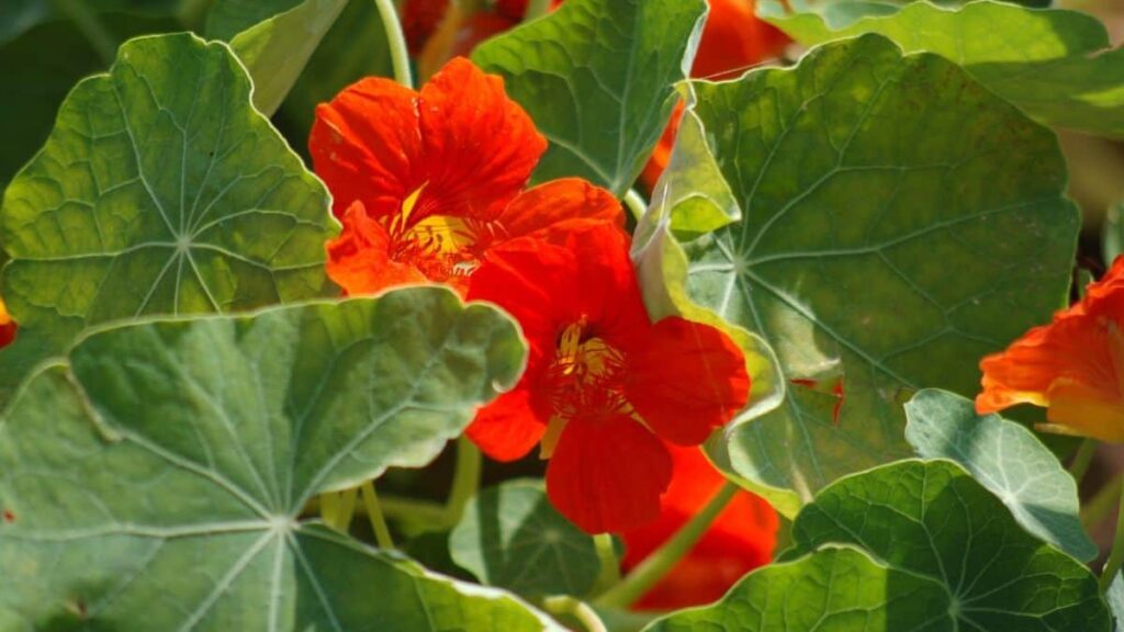pretty orange nasturtium flowers growing amongst their rich green leaves
