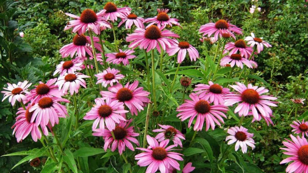 purple coneflowers growing in a garden