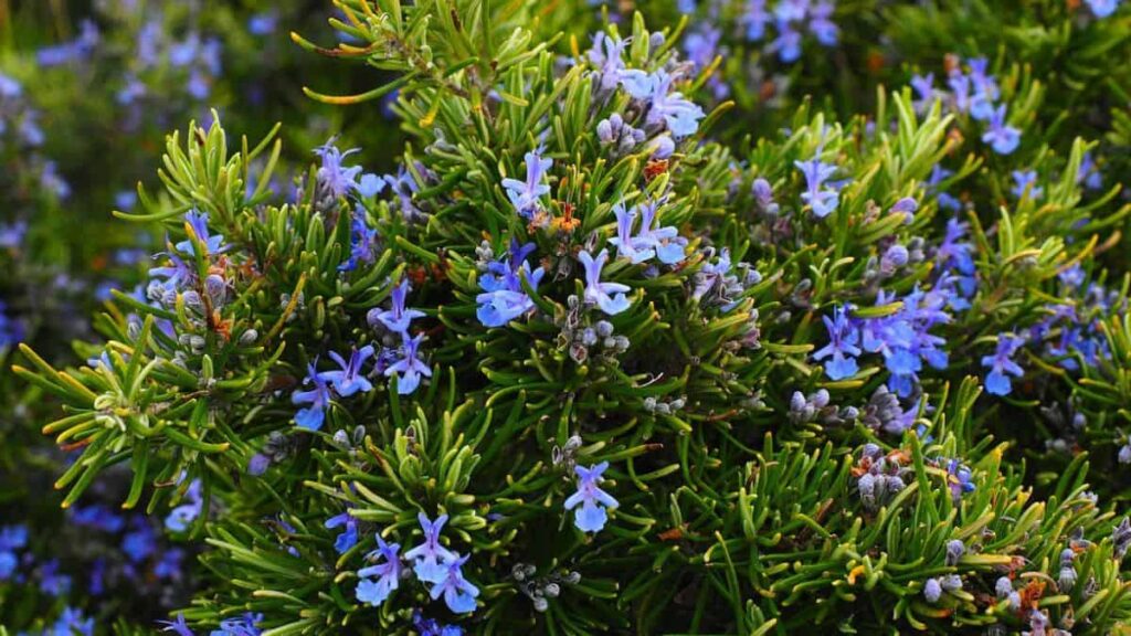 rosemary with vibrant indigo flowers growing in a garden