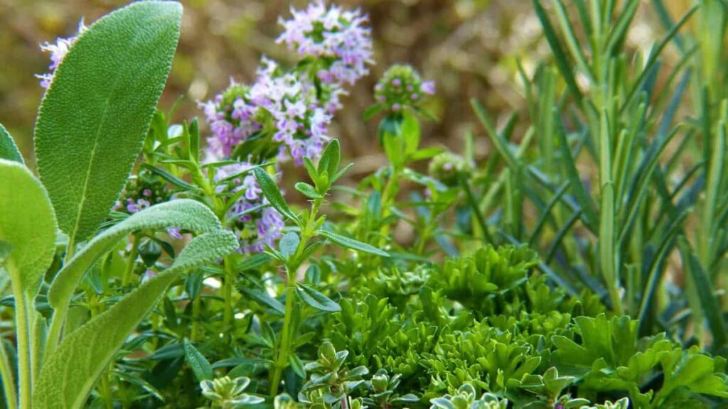 a bunch of herbs all growing together, including rosemary and sage