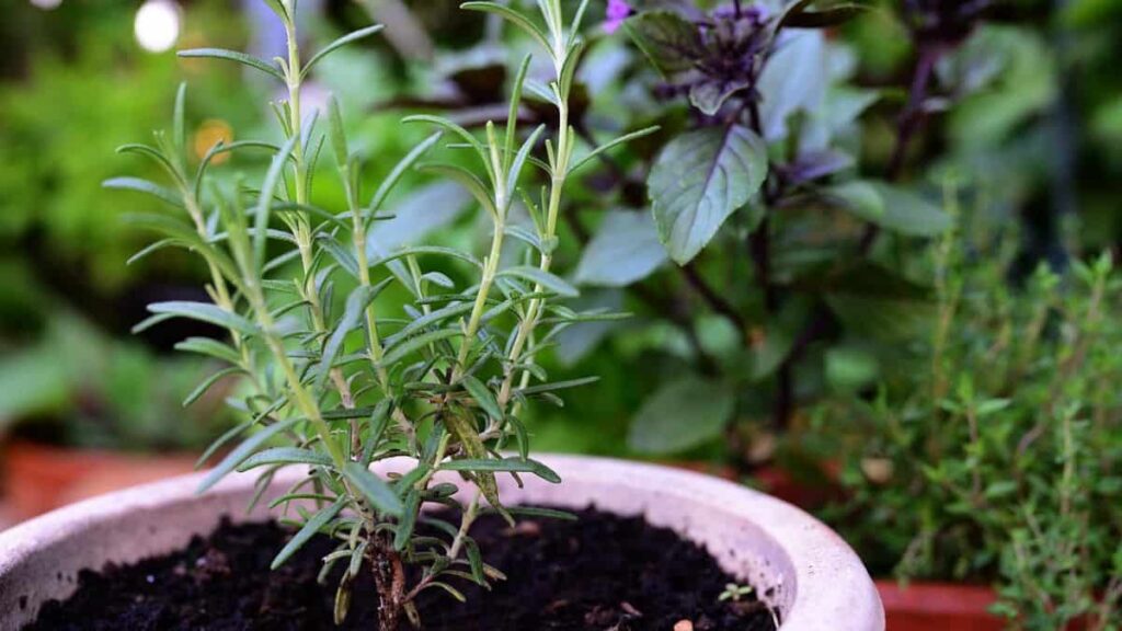 closeup of young rosemary plant growing in a pot, with other herbs growing in the background - thyme companion planting
