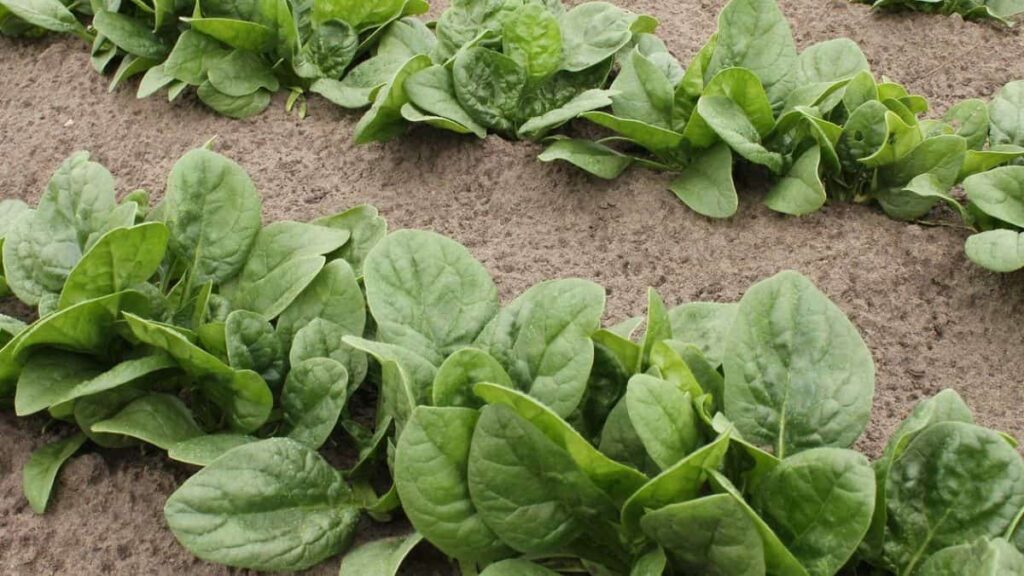 rows of spinach growing in the ground