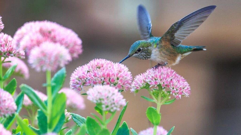 closeup of beautiful songbird drinking nectar from a stonecrop flower