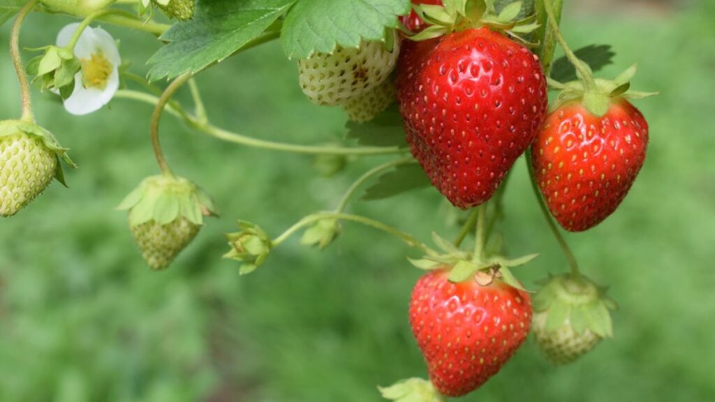close up of juicy-looking strawberries growing on a vine
