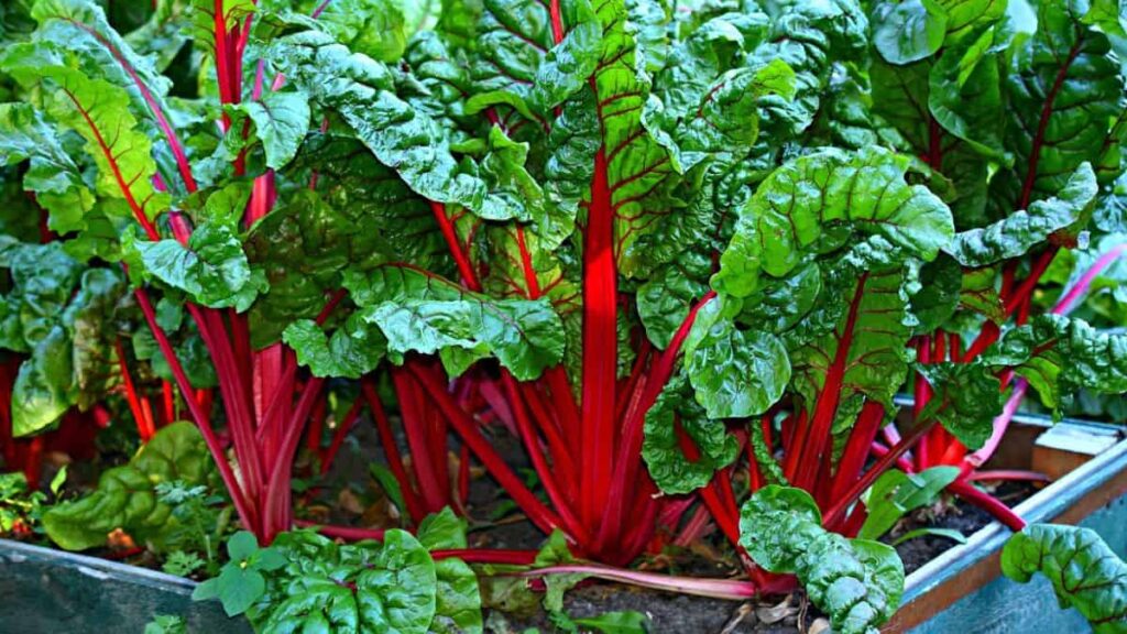 swiss chard companion plants - healthy, luscious Swiss chard plants growing in a container