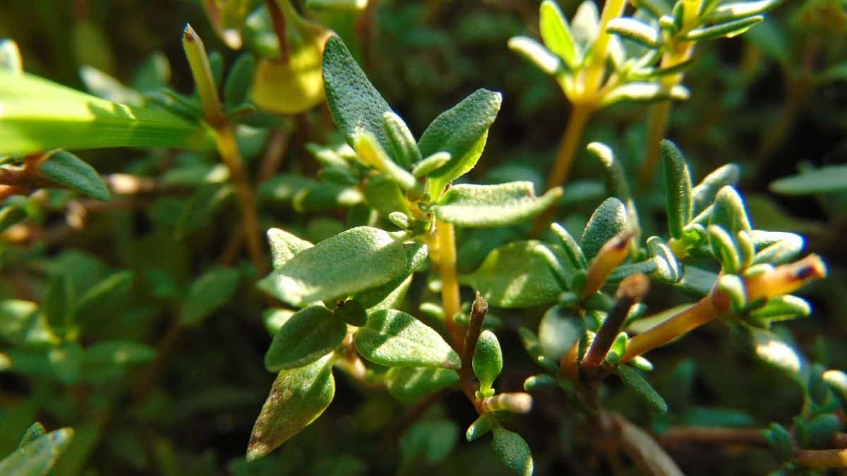thyme companion plants - closeup of thyme herb growing