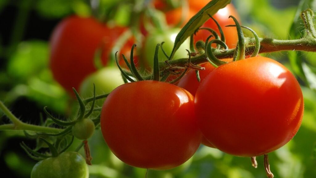 close up of two healthy, plump red tomatoes growing on a vine