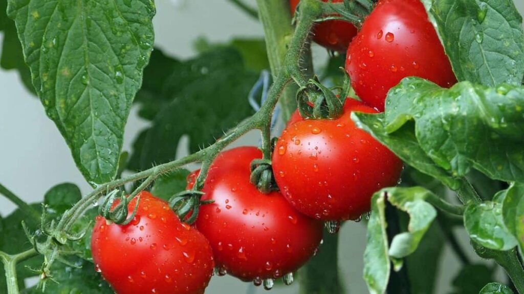 tomato vine showing four healthy, ripe tomatoes glistening with water droplets