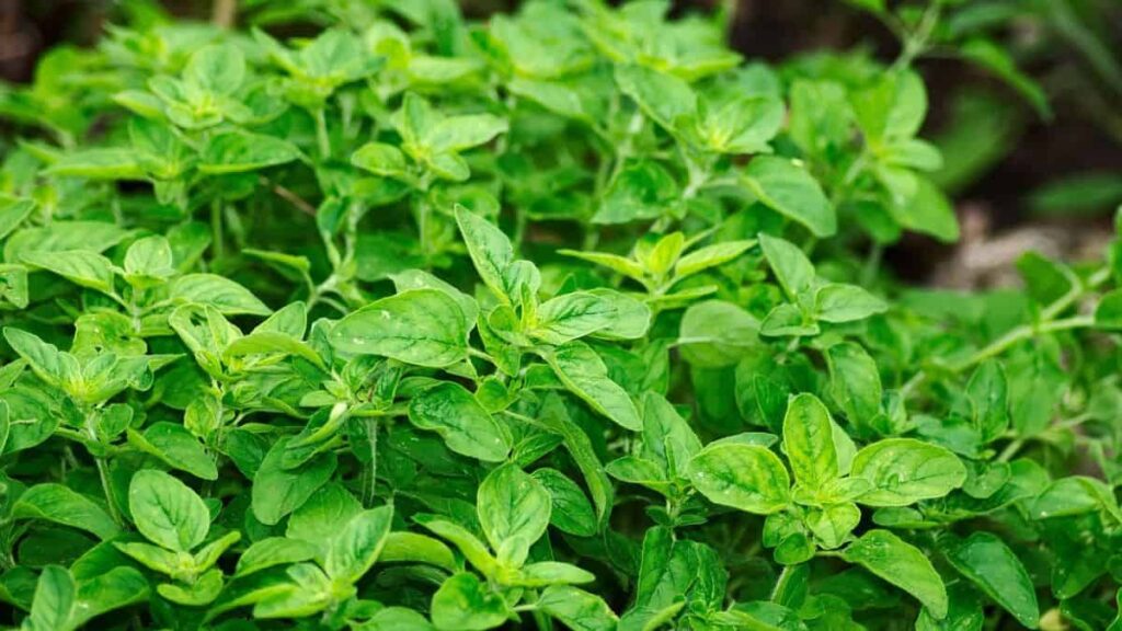 vibrant green oregano leaves