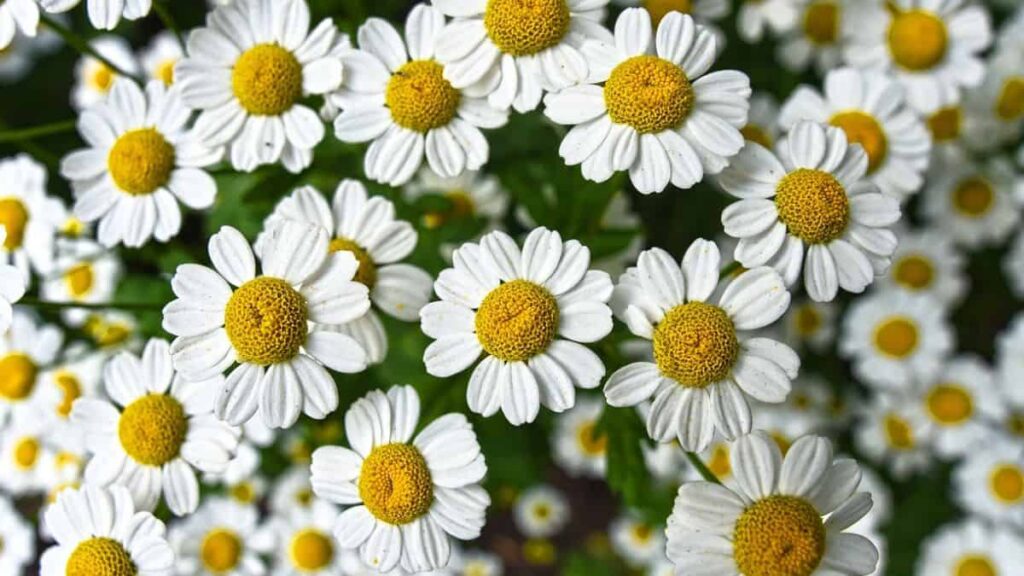 close up of many pretty white chamomile flowers