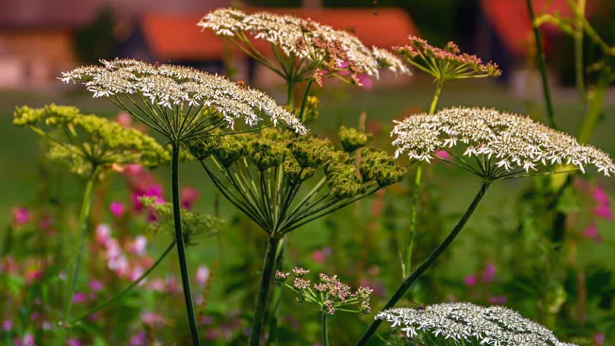 yarrow companion plants - flowering herbaceous plant growing in a field